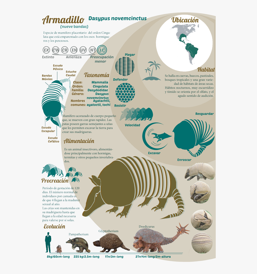 Clip Art Armadillo Skeleton - Armadillo, HD Png Download