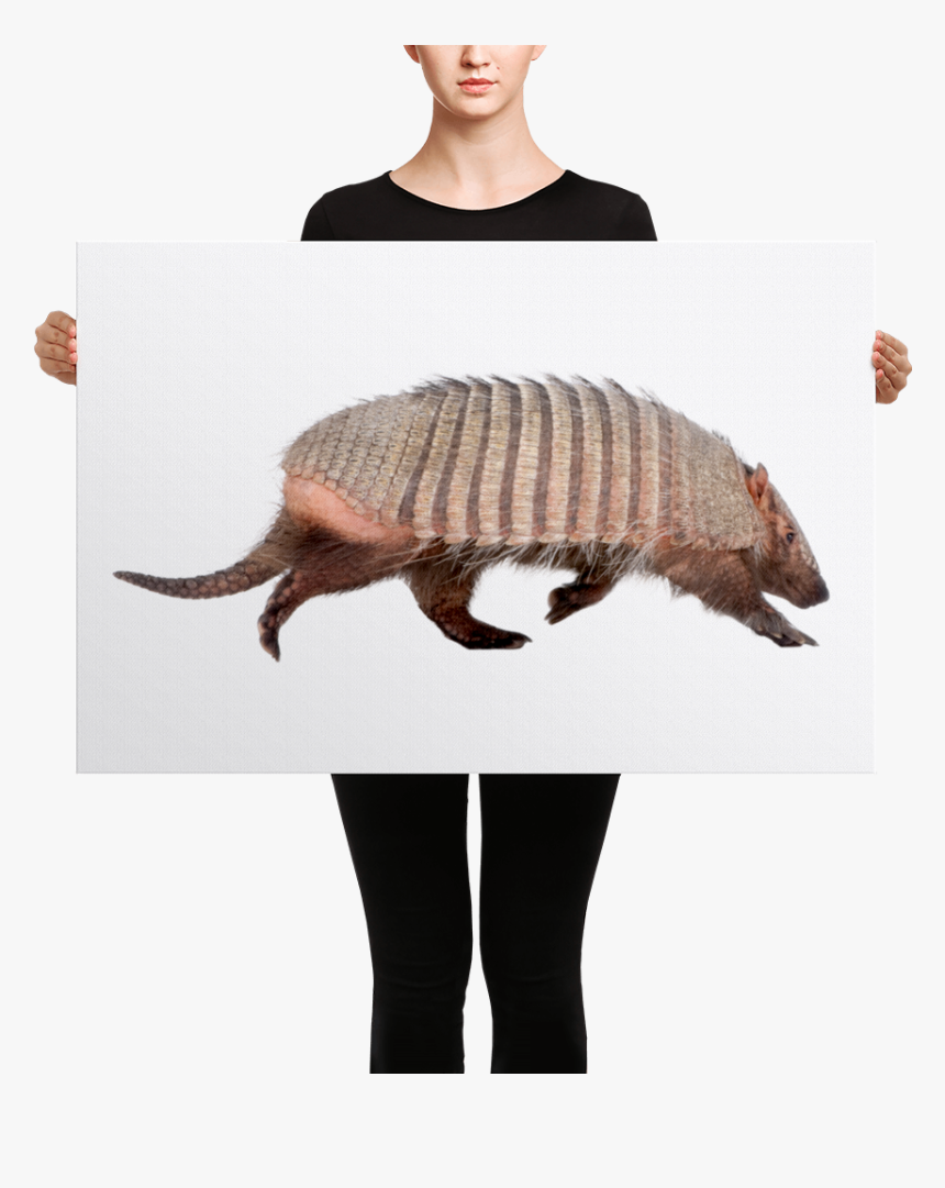 Armadillo Canvas 
 Class Lazyload Lazyload Mirage Cloudzoom - 1951 Chevy Styleline Drawing, HD Png Download