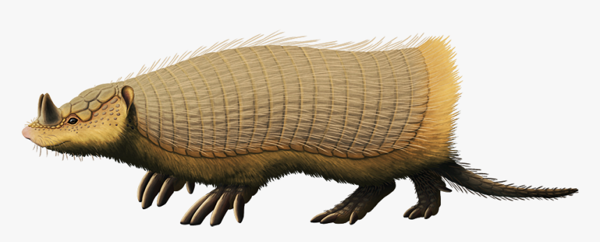 Peltephilus Ferox, An Armadillo From The Early Miocene - Peltephilus, HD Png Download
