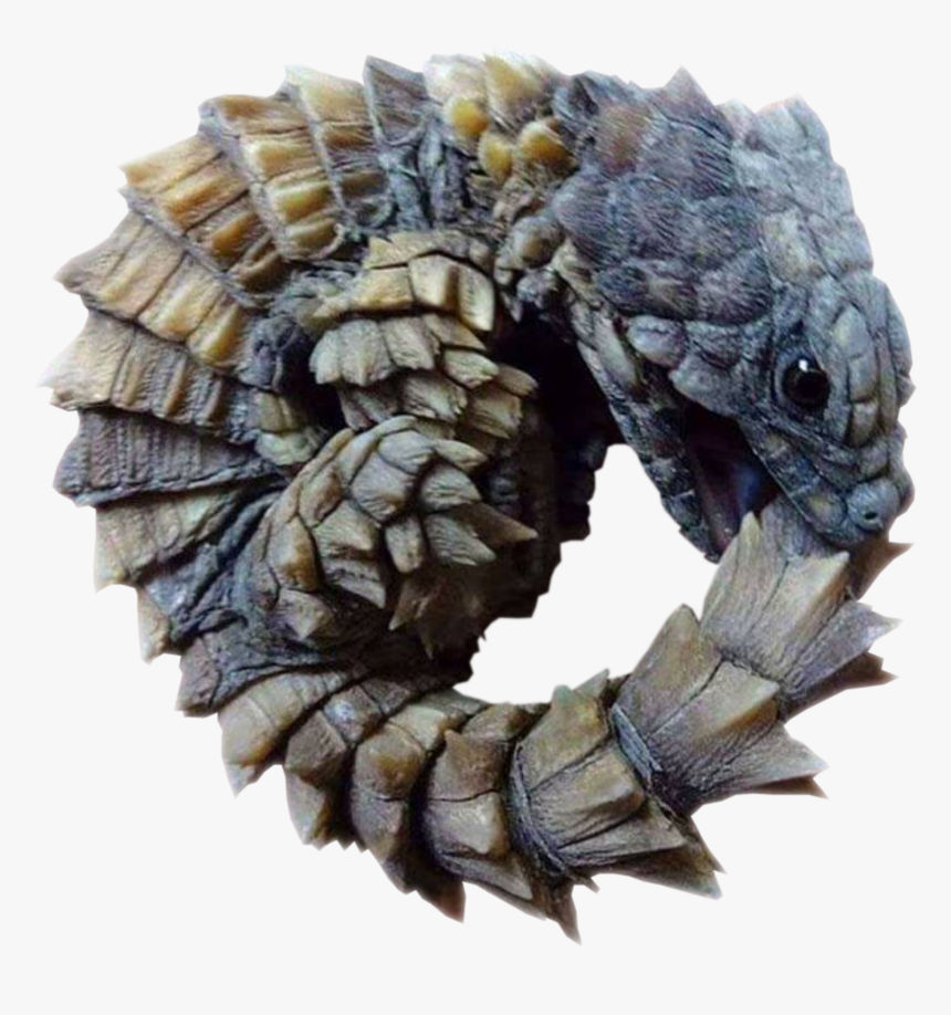 Armadillo Girdled Lizard, HD Png Download
