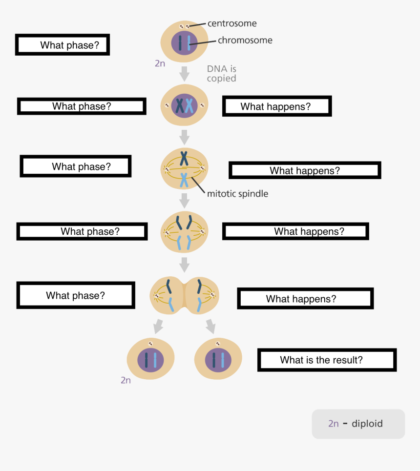 Five Stages Of The Cell Cycle, HD Png Download