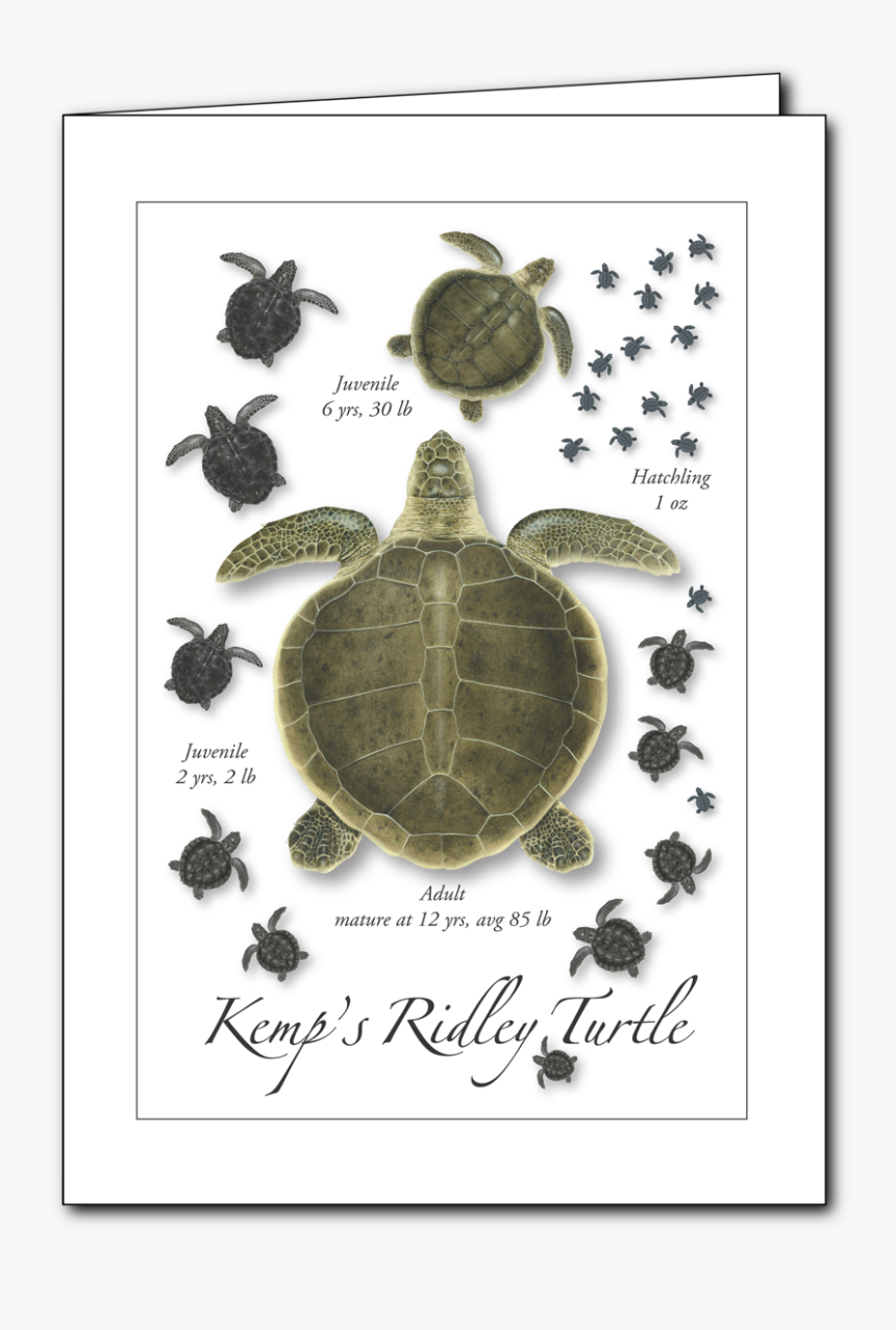 Pseudemys Concinna Concinna, HD Png Download