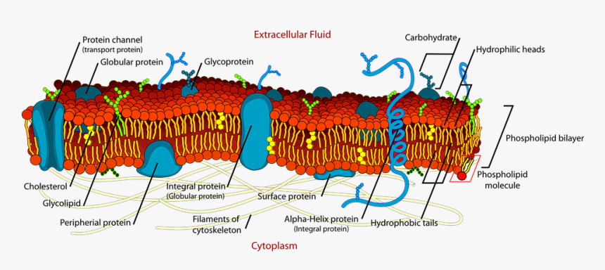 Biology, Cell, Diagram, Science, Membrane, Detail - Plasma Membrane Structure Labeled, HD Png Download