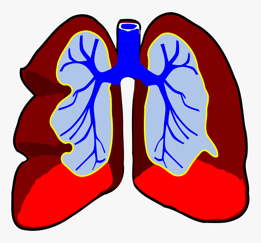 Lungs, Organ, Biology, Respiratory, System, Body, Air - Lung With Cancer Clipart, HD Png Download