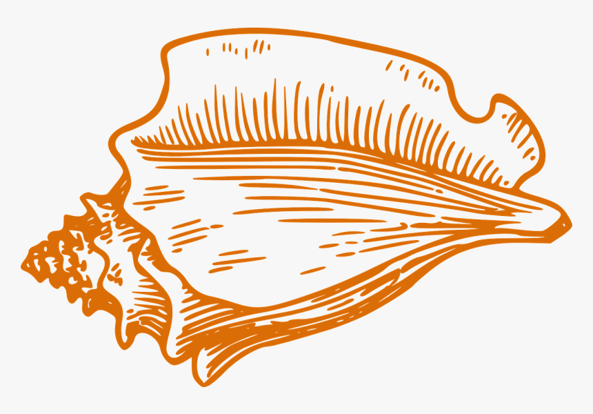Clip Art Conch Shell, HD Png Download