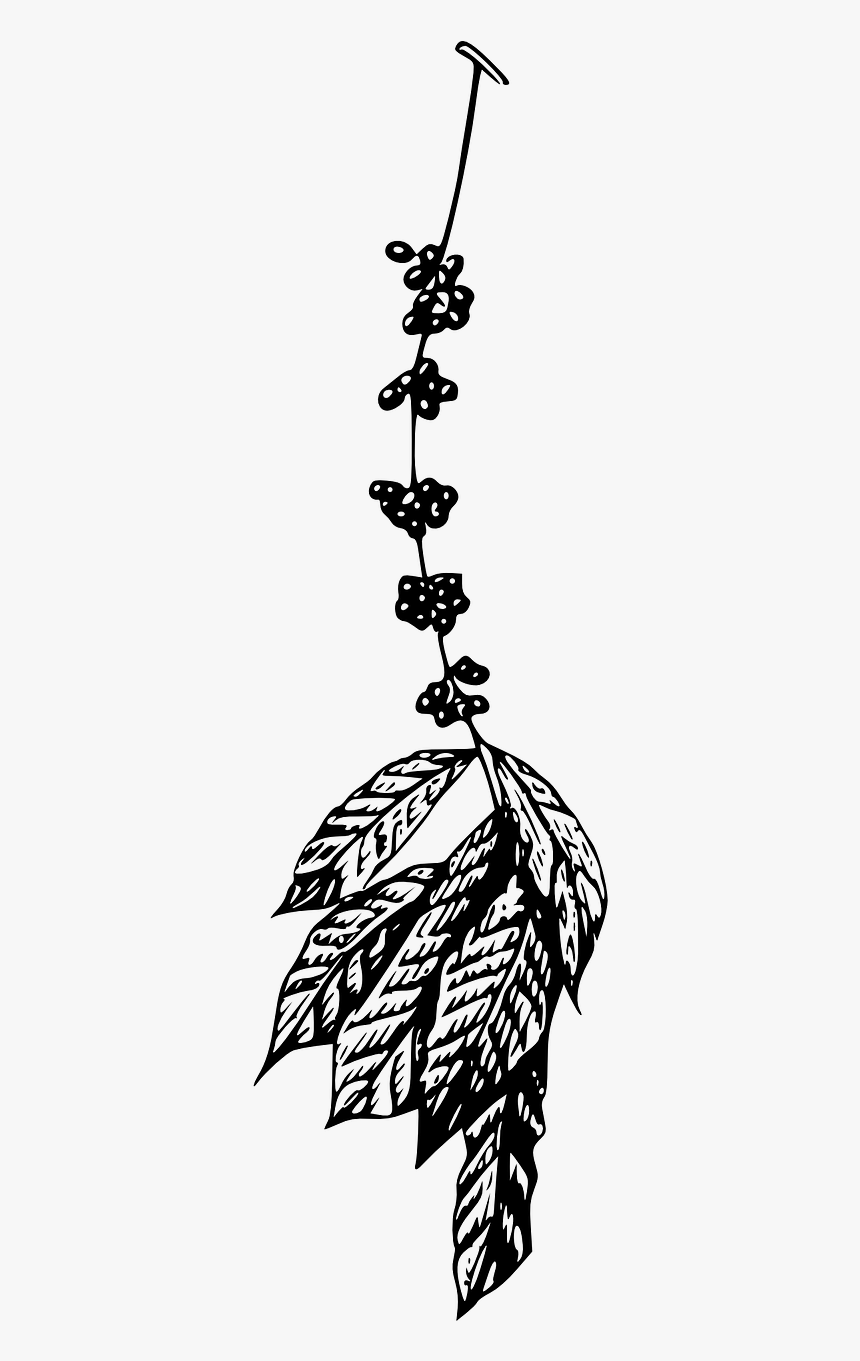 Coffee Plant Illustrations Coffee Png, Transparent Png