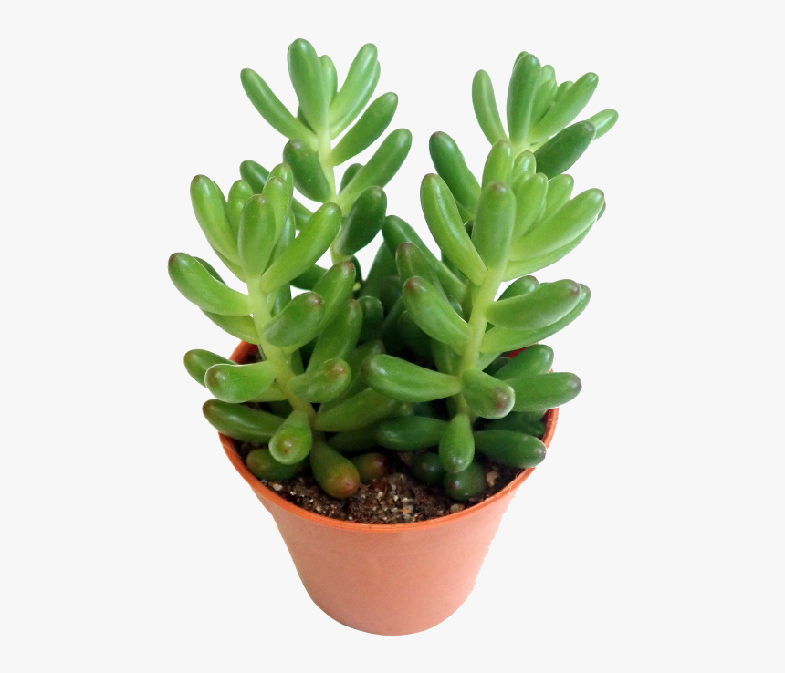 Flowerpot, HD Png Download