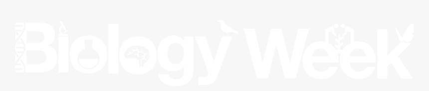 Shorebird, HD Png Download