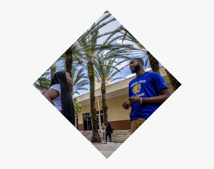 Visit Nmi Daily Tour - Palm Tree, HD Png Download