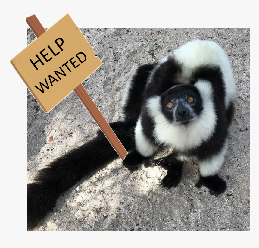 Help-wanted - Indri, HD Png Download