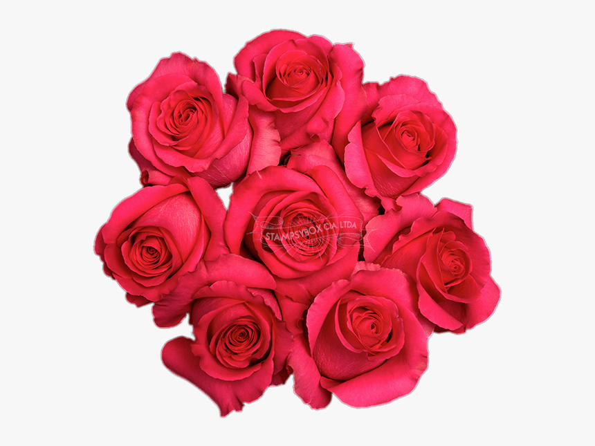 Pink Floyd - Floribunda - Floribunda, HD Png Download