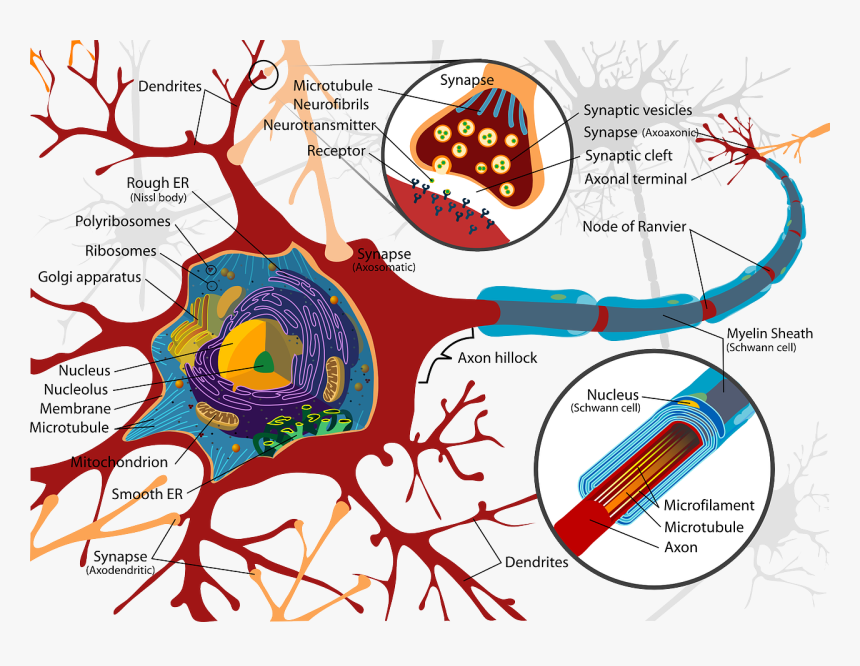 Yawning-brain7 - Inside A Nerve Cell, HD Png Download