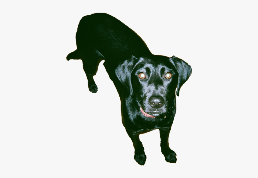 Doge, HD Png Download