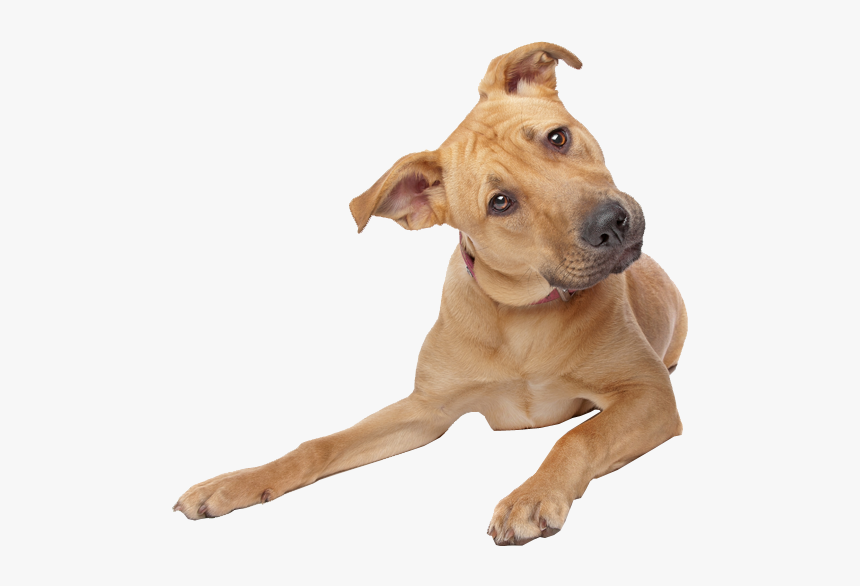 Cute Dog Transparent Image Dog Image, HD Png Download