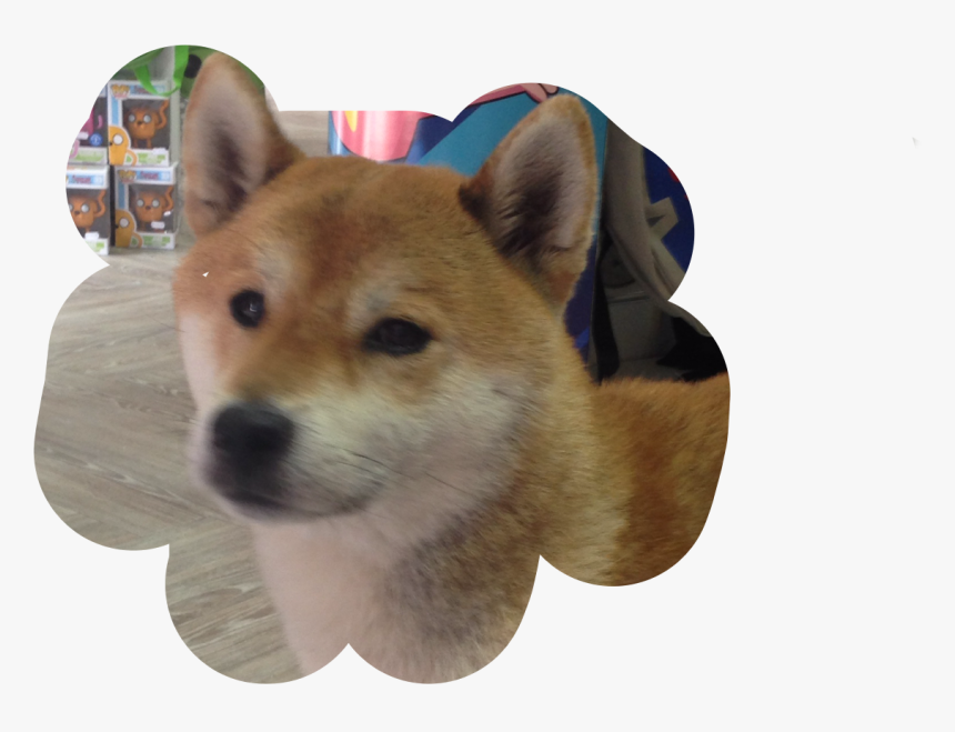 Companion Dog , Png Download, Transparent Png