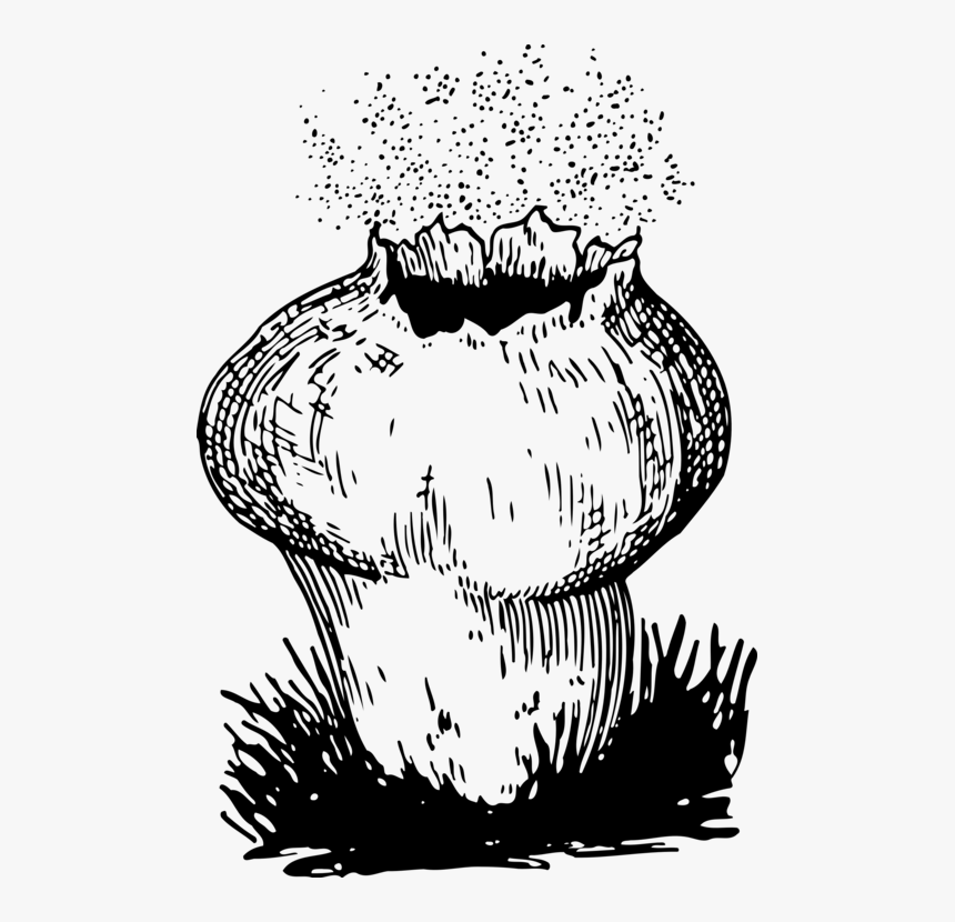 Giant Puffball Common Free, HD Png Download