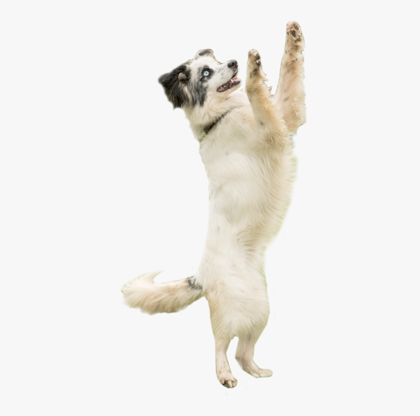 Frisbee Png, Transparent Png