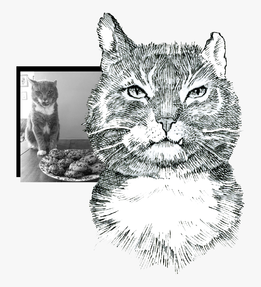 Alfie-collage, HD Png Download