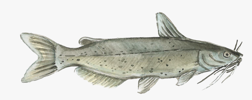 Harvest Select Catfish , Png Download, Transparent Png