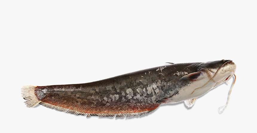 Catfish Png, Transparent Png