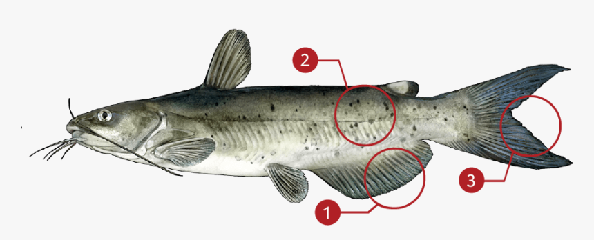 Catfish Png, Transparent Png