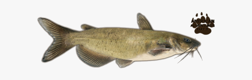 Catfishchannel Jimmyzhoopz, HD Png Download