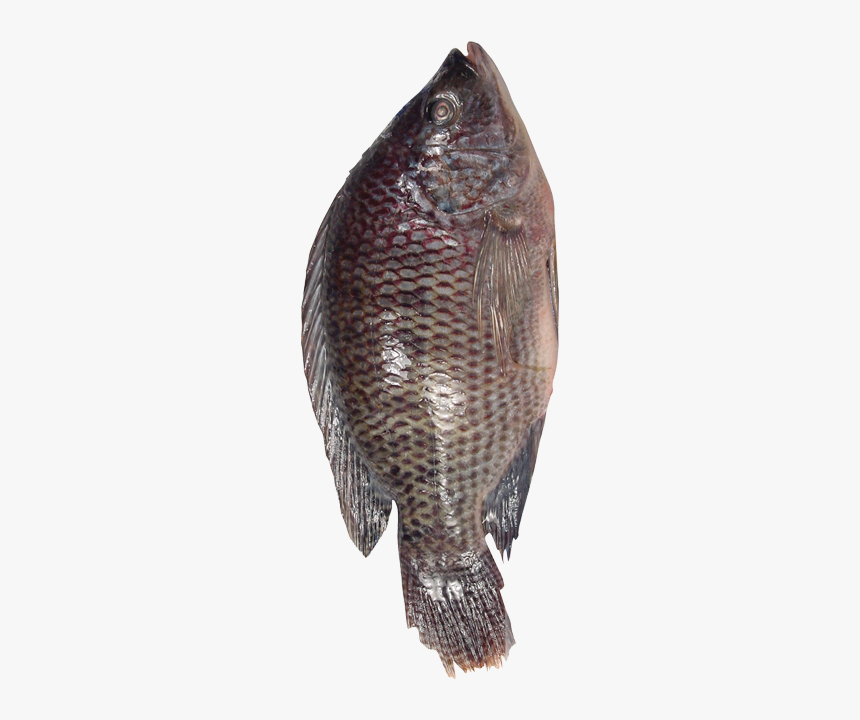 Fresh Basa/catfish/pangasius Bocourti From Vietnam, HD Png Download