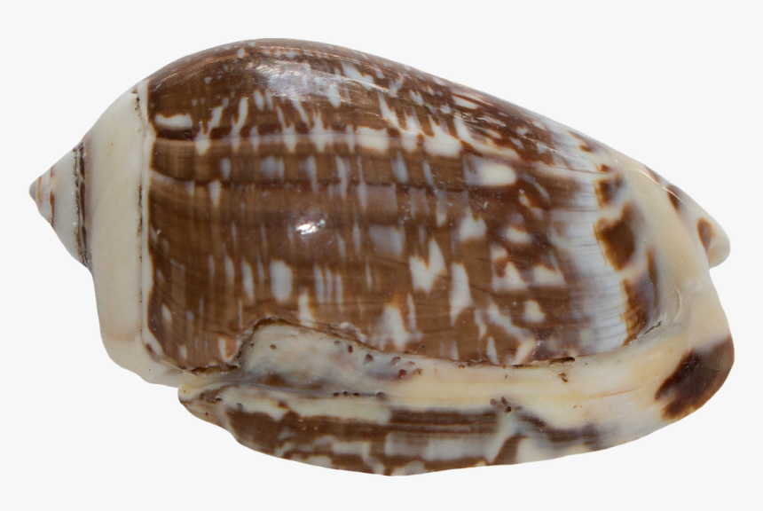 Shells Png, Transparent Png