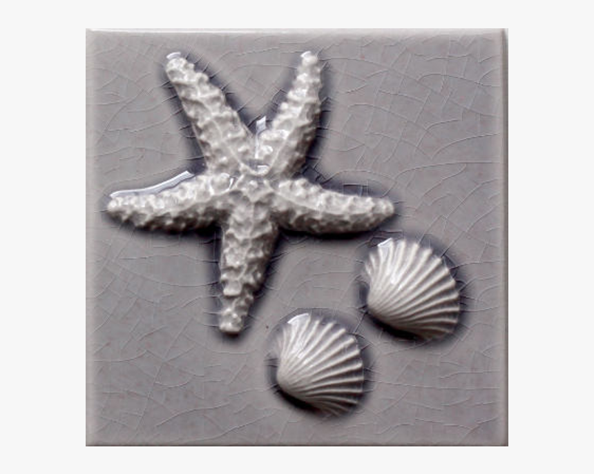 153-starfish Cockle Shells, HD Png Download