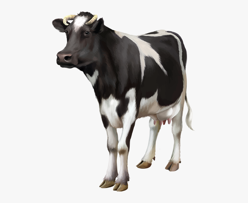 Cows Png, Transparent Png