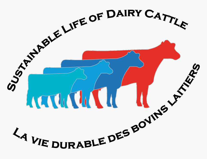 Cows Png, Transparent Png