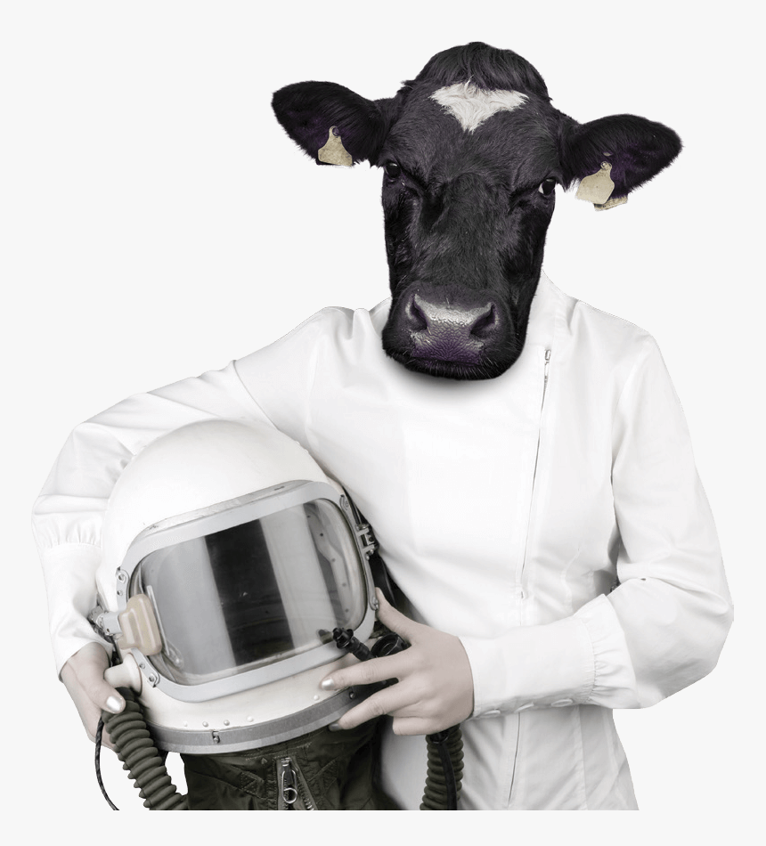 Cows Png, Transparent Png