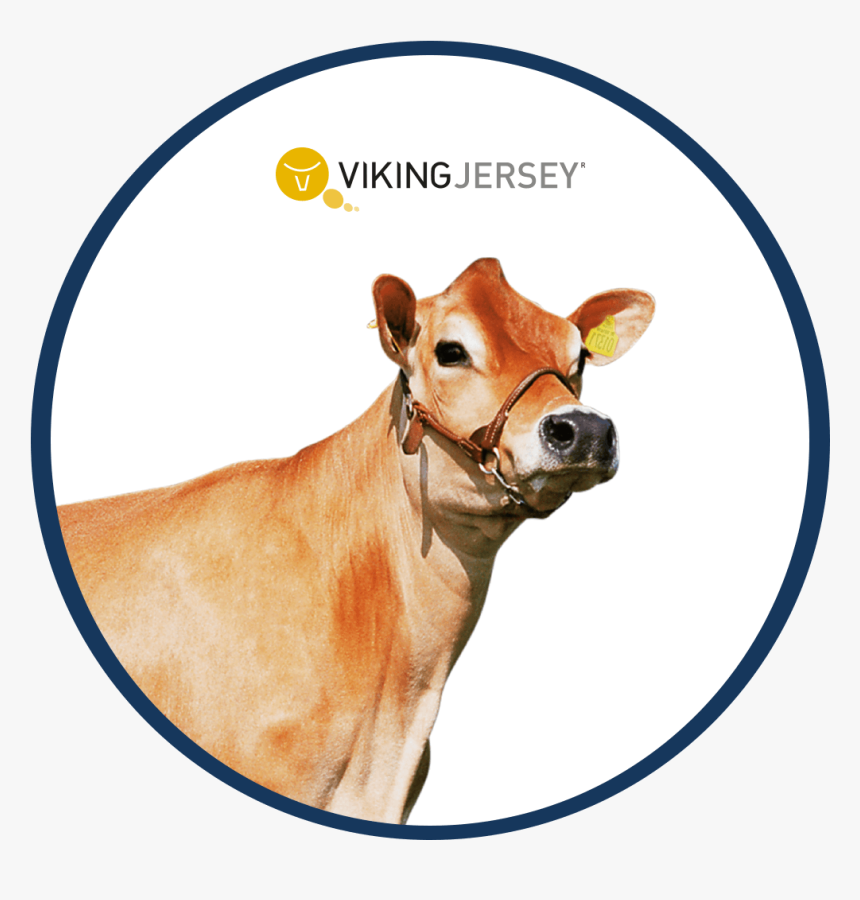 Cows Png, Transparent Png