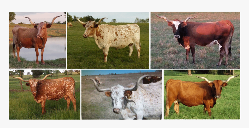 Cows Png, Transparent Png
