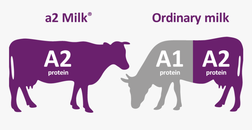 Cows Png, Transparent Png