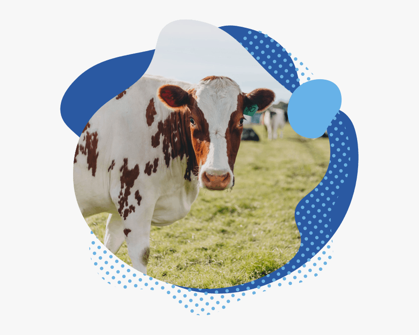 Our Happy Cow Milk Company Hero, HD Png Download