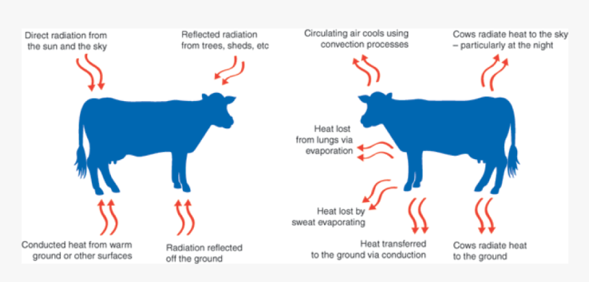 Keeping Cows Cool The Vet Group, HD Png Download
