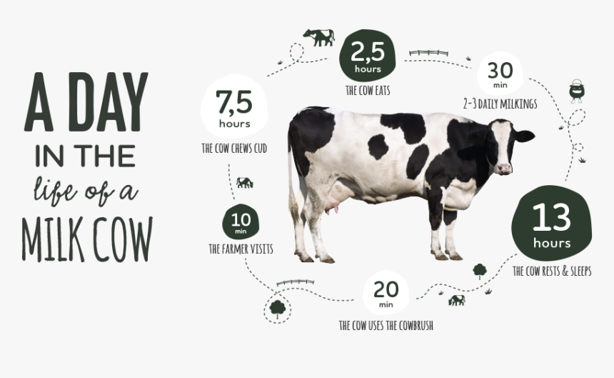 Cows Png, Transparent Png