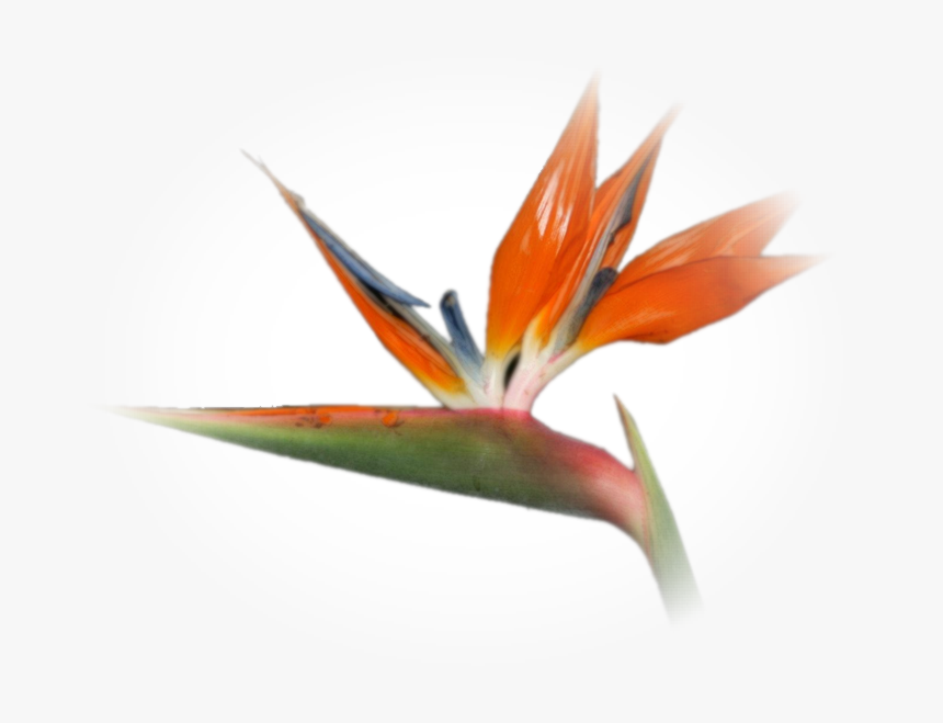 Bird Of Paradise, HD Png Download