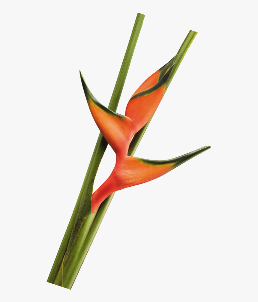 Lobster Salmon Foliage La Ilusion Buy Import Wholesale - Bird Of Paradise, HD Png Download