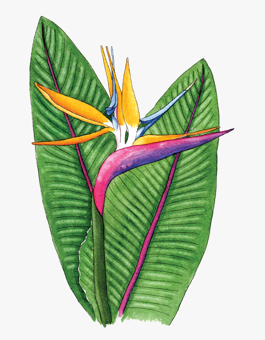 Bird Of Paradise - Birds Of Paradise Flower Png, Transparent Png