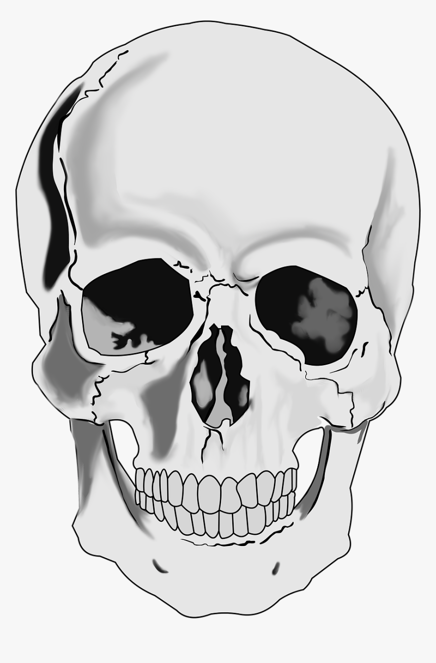 Clipart Realistic Human Skull - Realistic Skull Clipart, HD Png Download