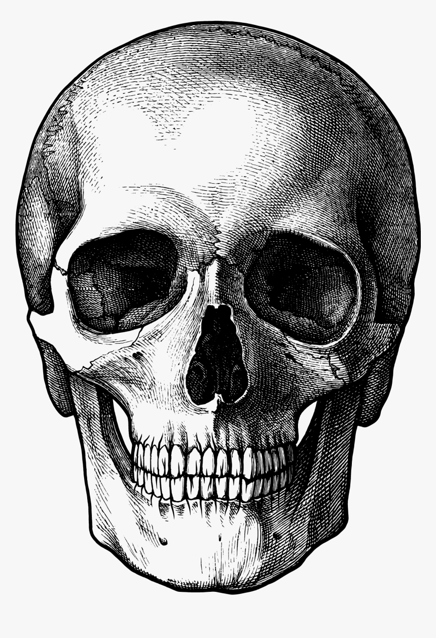 Clip Art Png Images Free Download Transparent Background Skull Png Png Download Transparent Png Image Pngitem