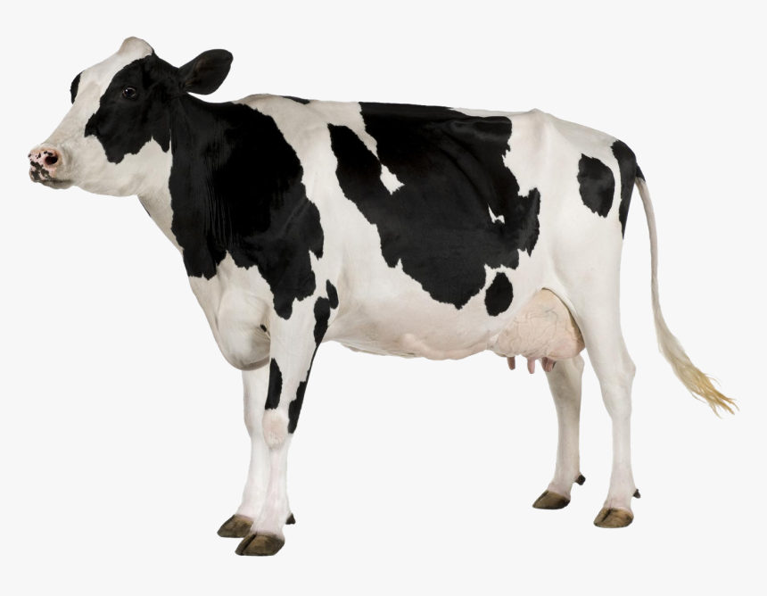 Black And White Cow Png - Cow With White Background, Transparent Png