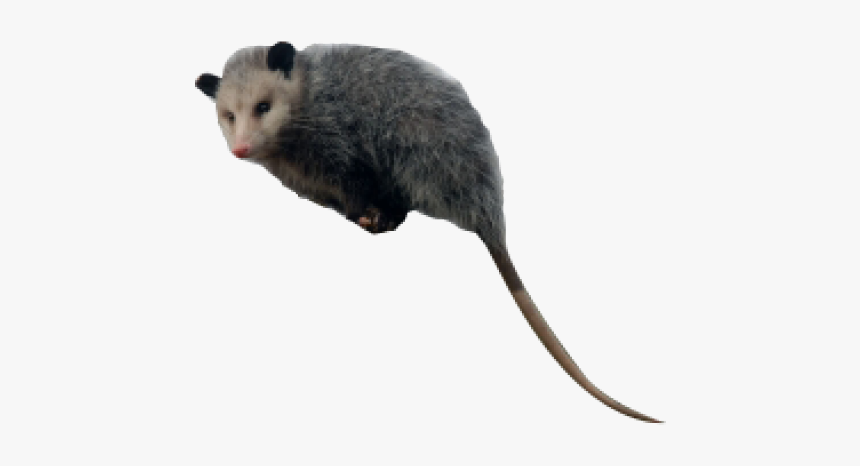 Marsh Rice Rat, HD Png Download