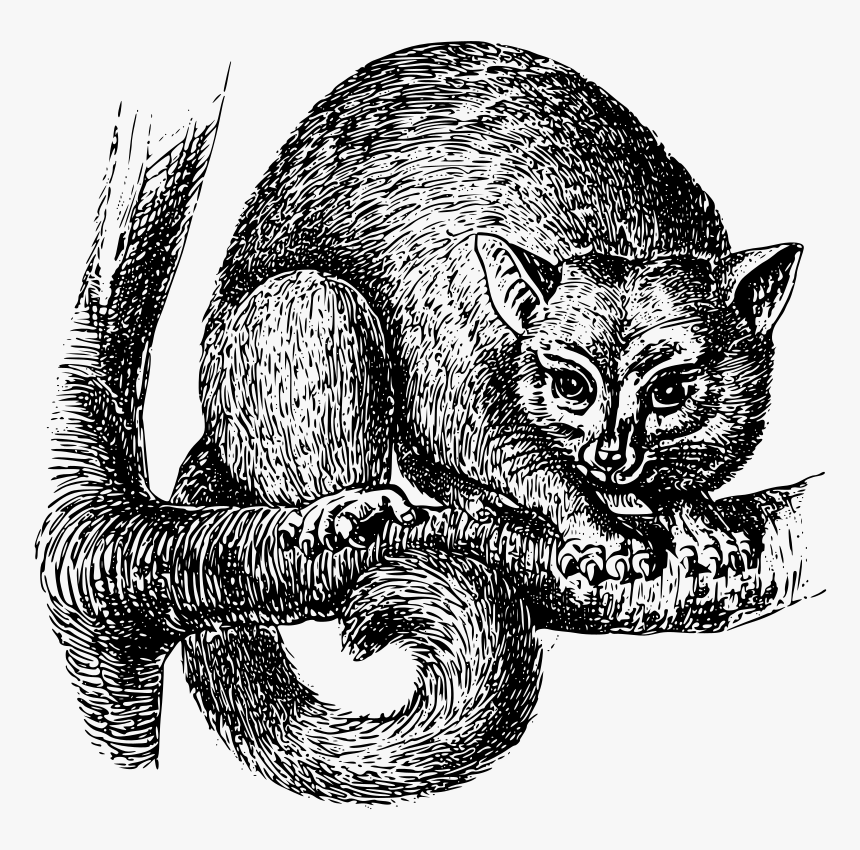 Opossum, HD Png Download