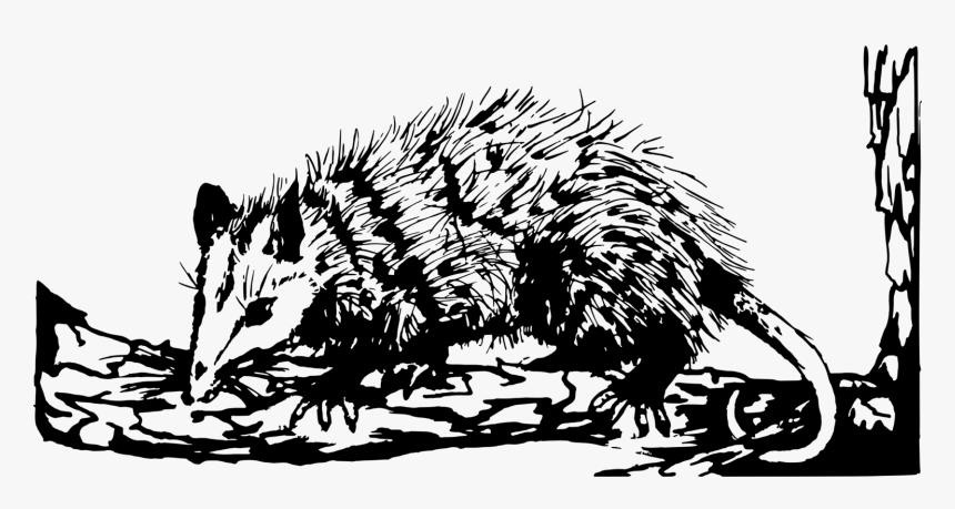 Transparent Possum Png - Possum Black And White Clipart, Png Download