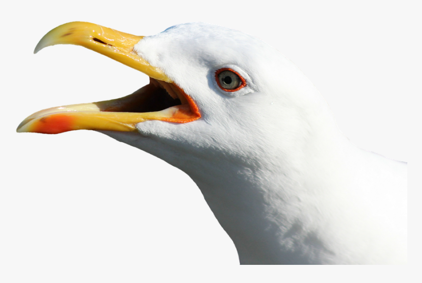 Download Gull Bird Png Transparent Images Transparent - Seagull Head No Background, Png Download