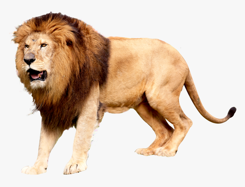 Lion Png, Transparent Png