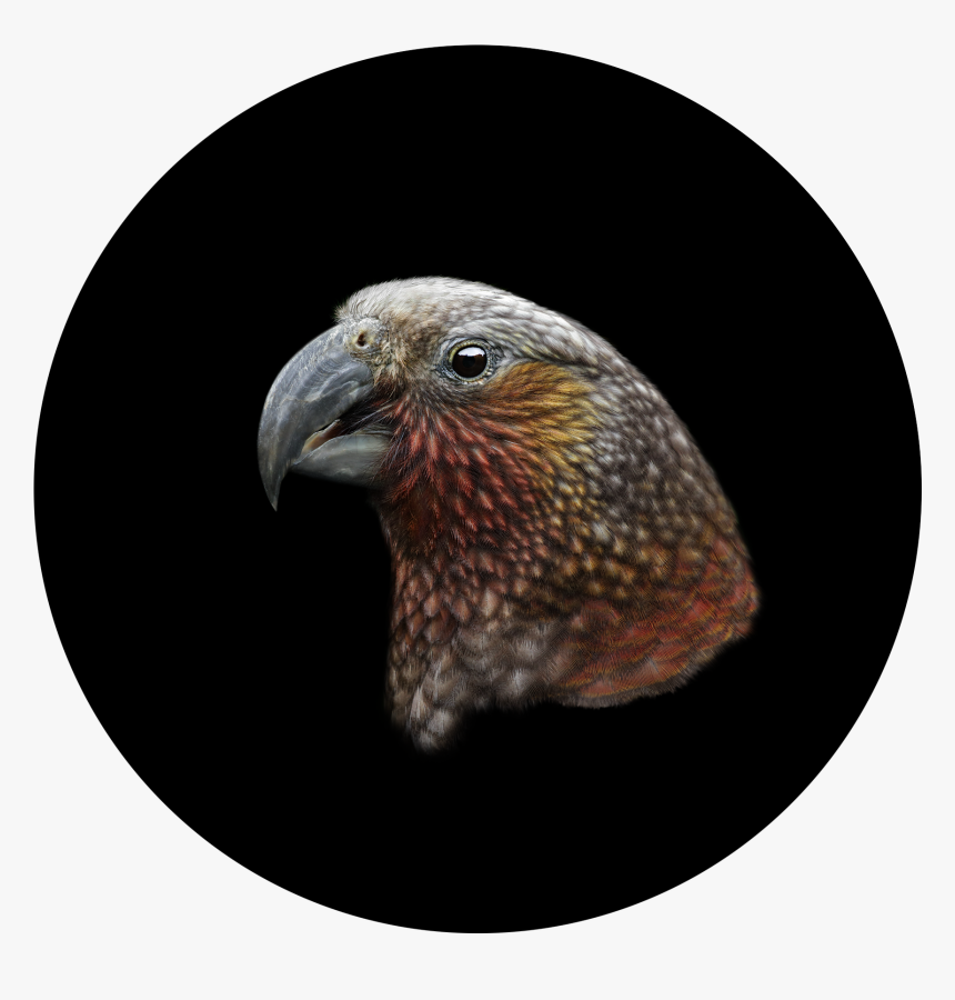 Hawk, HD Png Download